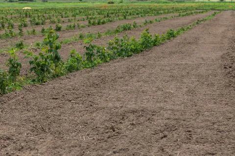 Sprouts of raspberry in the field Stock Photos