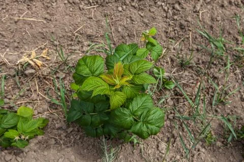 Sprouts of raspberry in the field Stock Photos