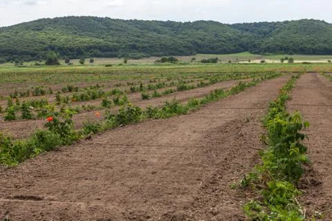 Sprouts of raspberry in the field Stock Photos