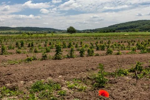 Sprouts of raspberry in the field Stock Photos