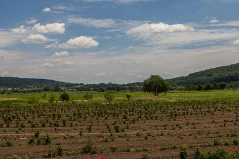 Sprouts of raspberry in the field Stock Photos