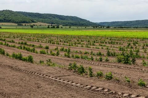 Sprouts of raspberry in the field Stock Photos