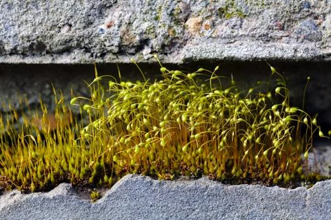 Sprouts on the rock Stock Photos