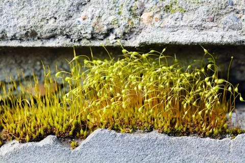 Sprouts on the rock Stock Photos