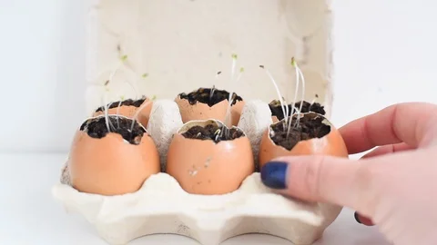 Sprouts seedling plants in eggshells. growing vegetables and greens at home Stock-Footage 122935996