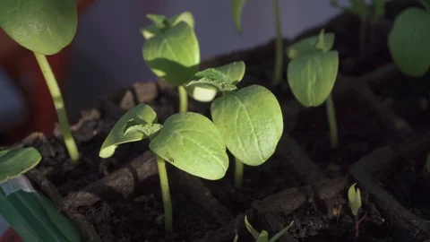 Sprouts in the small pots close up Stock Footage 108632819