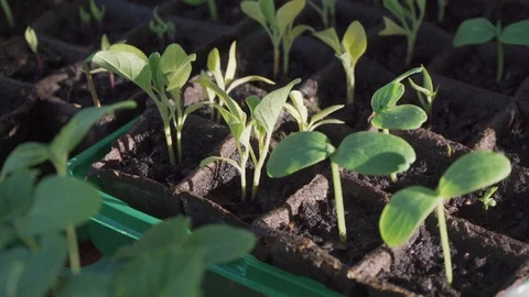 Sprouts in the small pots Stock Footage 108632718
