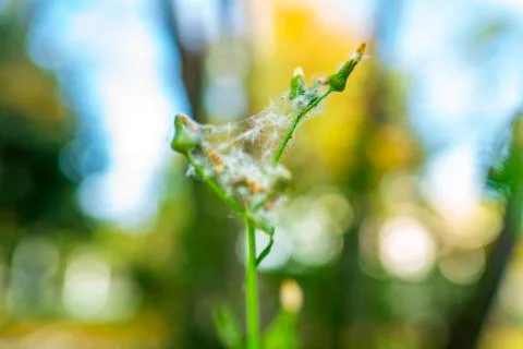 Sprouts in spider web Stock Photos