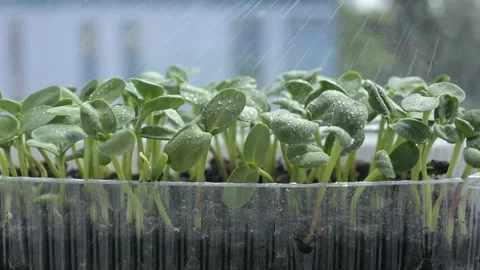 Sprouts sprayed with water Stock Footage 188189097