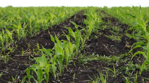Sprouts Of Spring Grass Stock Footage 244697801