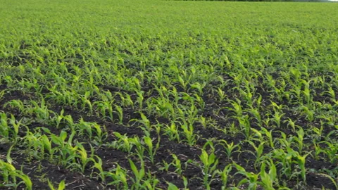Sprouts Of Spring Grass Stock Footage 244716067