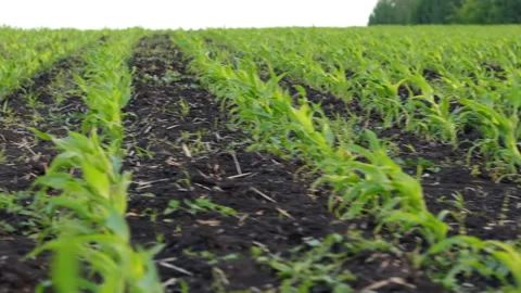 Sprouts Of Spring Grass Stock Footage 244721741