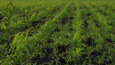Sprouts Of Spring Grass Stock Footage 244773408