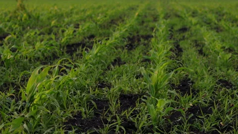 Sprouts Of Spring Grass Stock Footage 244773537