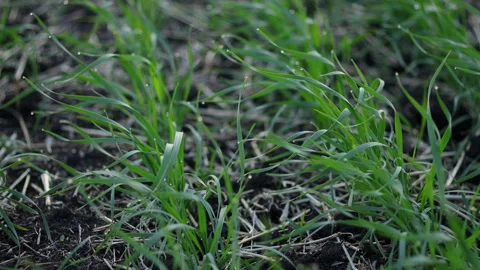 Sprouts Of Spring Grass Stock Footage 244942469