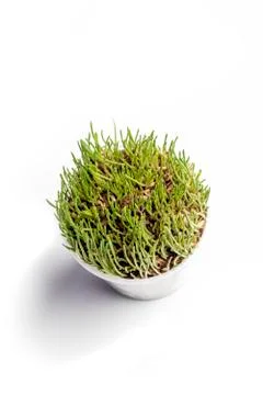 Sprouts, sprouted rye. Close-up. There is no isolation on a white background. Foto stock
