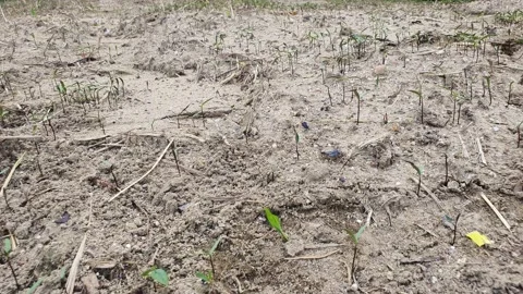 Sprouts sprouting on the desolate land Stock Footage 145712677