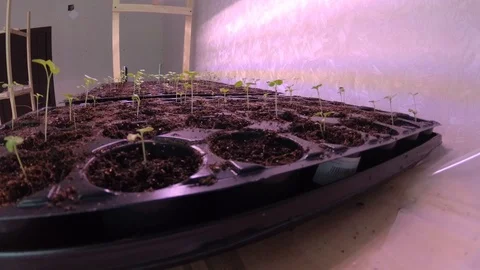 Sprouts sprouts Stock Footage 116592096