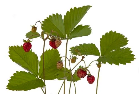 Sprouts with strawberries Stock Photos