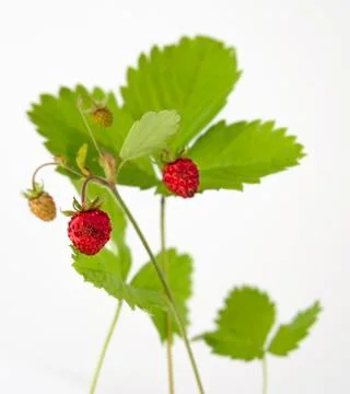 Sprouts with strawberries Stock Photos