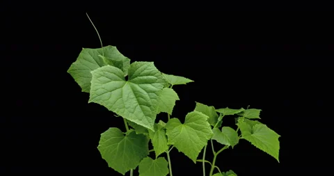 The sprouts stretch toward the sun. Young cucumber shoots. Liana grows 스톡 동영상 123635119