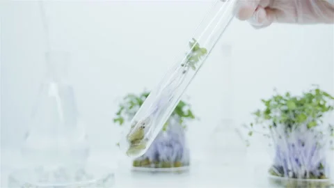 Sprouts in a test tube. Stock Footage 144005380