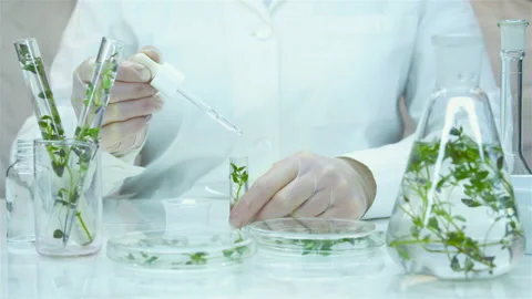Sprouts in test tubes and flasks. A drop of extract. Stock Footage 238837221