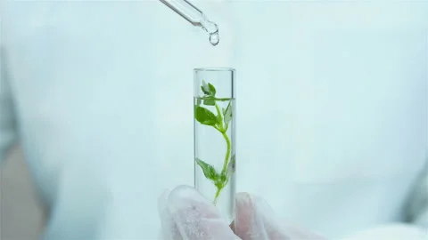 Sprouts in test tubes. Stock Footage 238837414