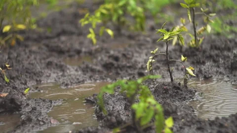 The sprouts of tomato under the rain Stock Footage 141768463