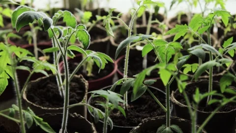 Sprouts of tomatoes in pots Video stock 130890387