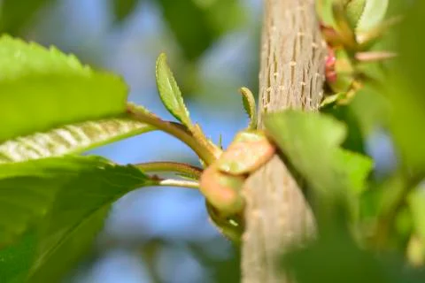 Sprouts on trees background Stock Photos