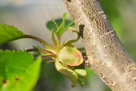 Sprouts on trees background Foto stock
