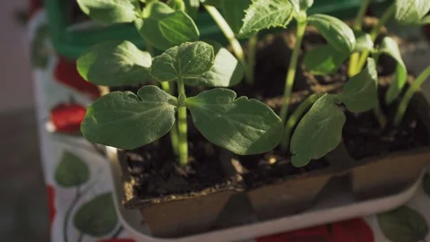 Sprouts of vegetables in small pots close-up Stock Footage 108631664