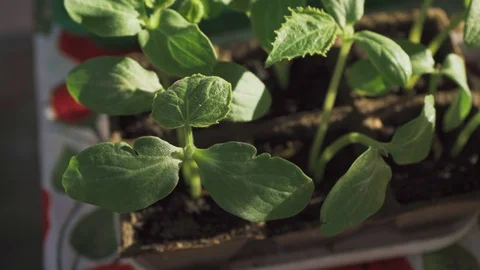Sprouts of vegetables in small pots closeup Stock Footage 108631669