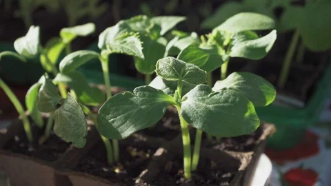 Sprouts of vegetables in small pots Stock Footage 108631578