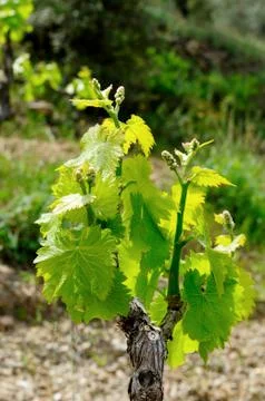 Sprouts of vine Stock-Fotos