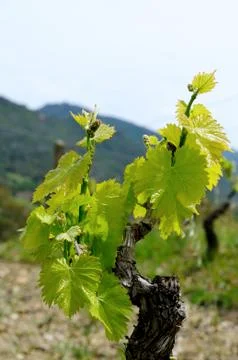 Sprouts of vine Foto stock