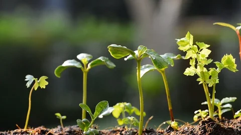 Sprouts watered from a watering can Видео 125171043