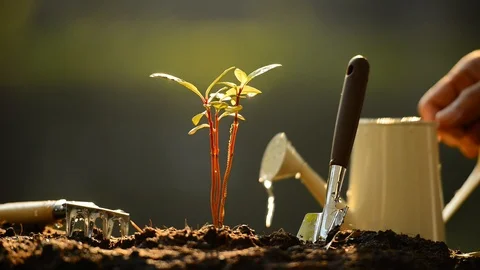 Sprouts watered from a watering can Видео 125171176