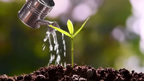 Sprouts watered from a watering can slow motion Stock Footage 143052553