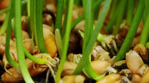 Sprouts of wheat are fading and becoming reborn after watering filmed in time Stock Footage 345452948
