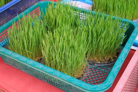 Sprouts wheat in basket. Foto stock