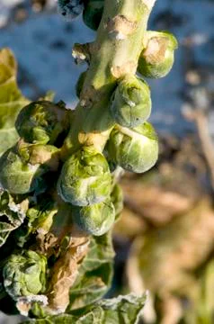 Sprouts in winter Stock Photos
