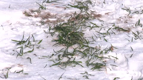 Sprouts of Winter Wheat. Young Wheat Seedlings Grow in a Field. Video stock 306399716