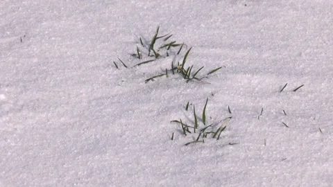 Sprouts of Winter Wheat. Young Wheat Seedlings Grow in a Field Video stock 306400050