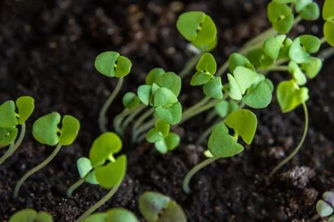 Sprouts of young basil Foto stock