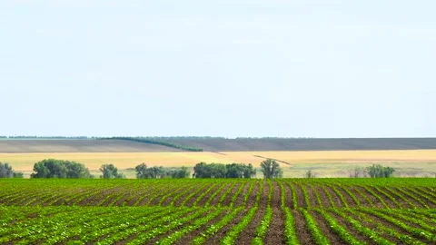 Sprouts of young corn in a field against a blue sky. Vídeo Stock 306547404