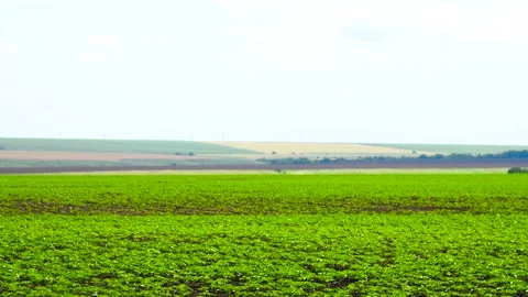 Sprouts of young corn in a field against a blue sky. Stock Footage 306547408