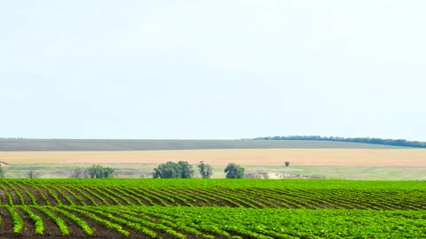 Sprouts of young corn in a field against a blue sky. Stock Footage 310045454