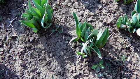 Sprouts of young flowers on the bed Stock Footage 74394683